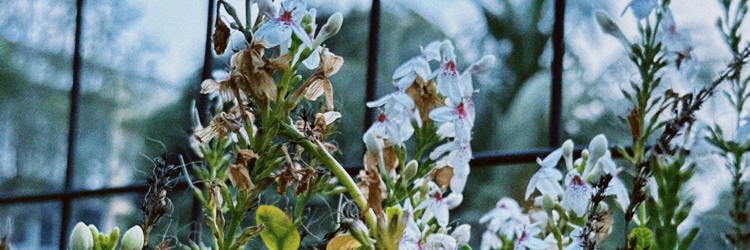 merimerisa's profile banner image