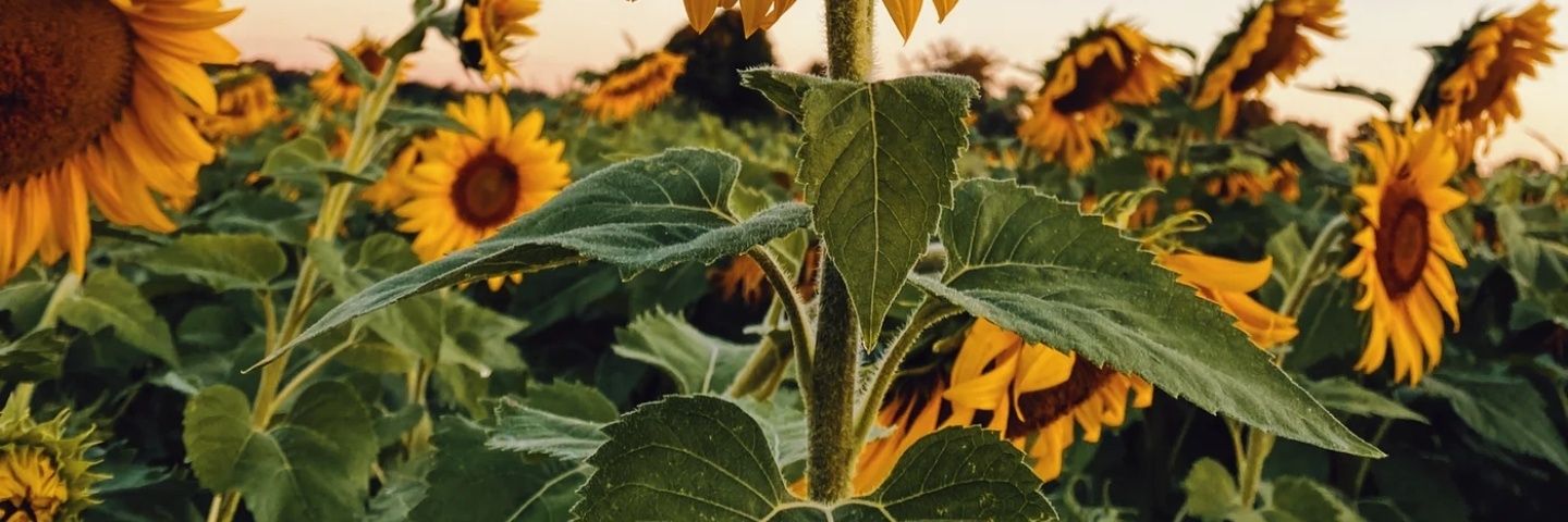 bdunsmore's profile banner image