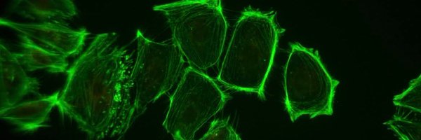 ABCLebovic Profile Banner