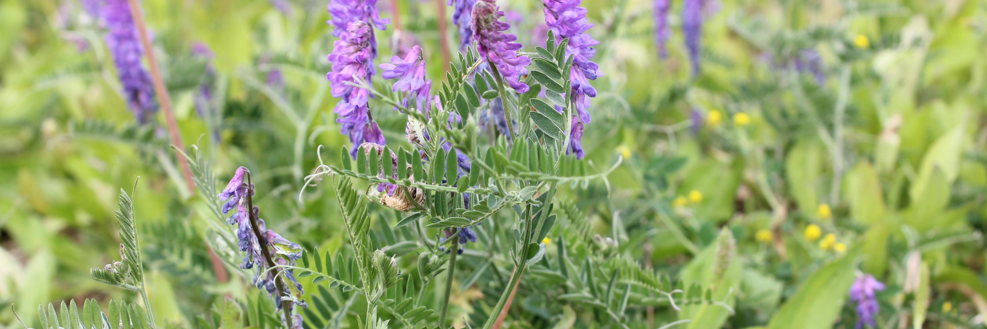 Mike Cowbrough banner