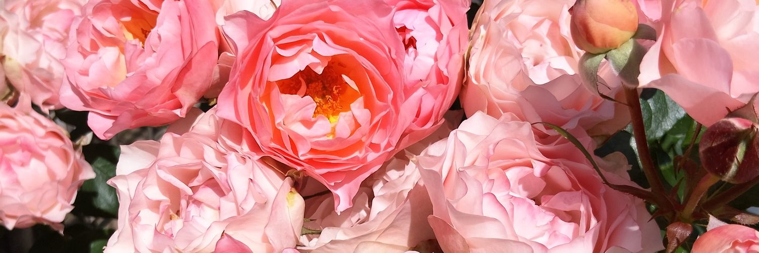 baraniwanohito's profile banner image