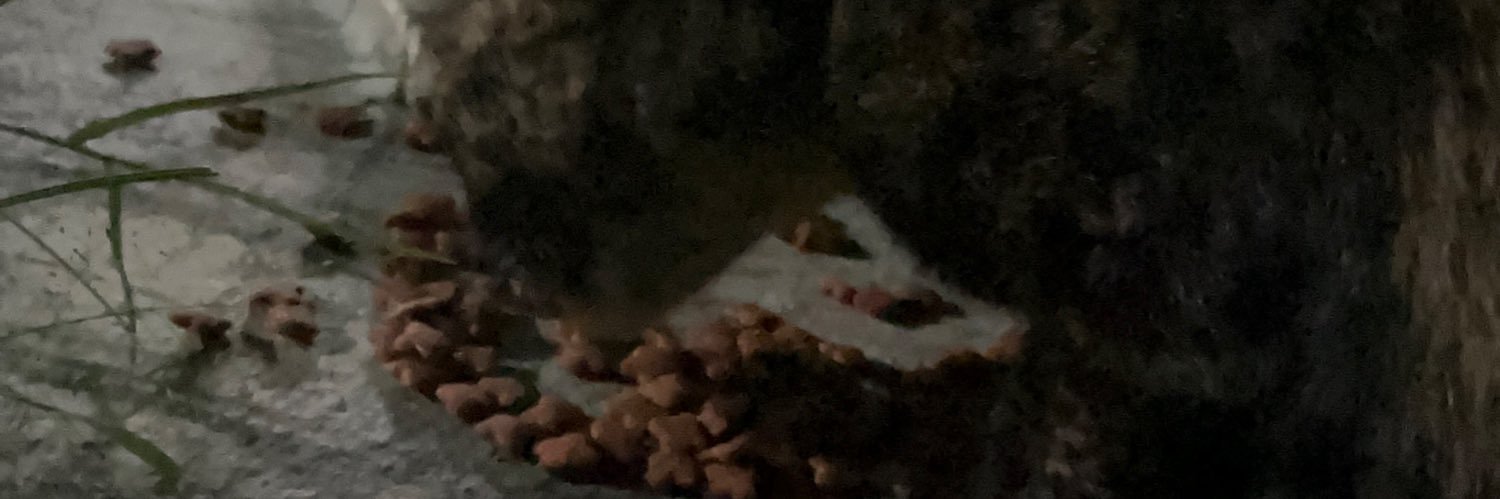 Thedust banner