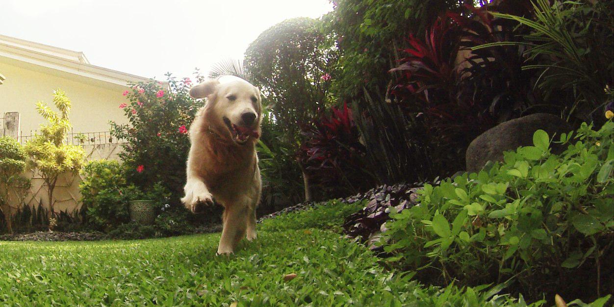 BuddyTheGolden's profile banner image