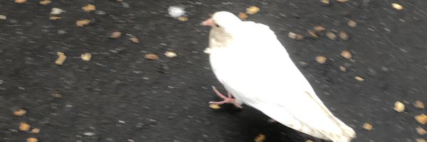 Tazerrr_onX Profile Banner