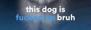 MidDogs banner