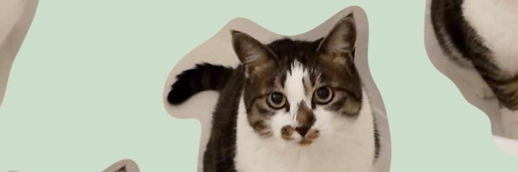 ゆずこしょう banner