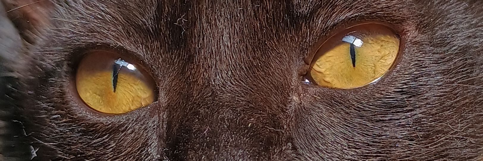 carla 🐈‍⬛ banner