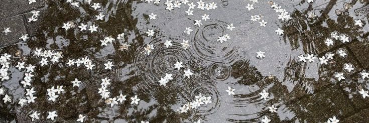 more banner