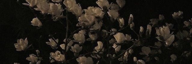 morcego's banner