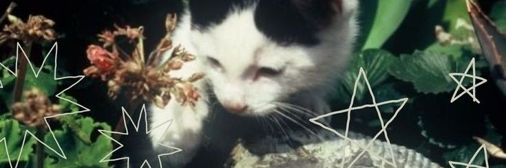 kamyhaerin |📖 banner