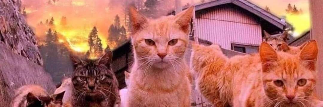 Walidowz's profile banner image