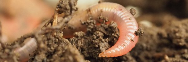 SoilAcoustics Profile Banner