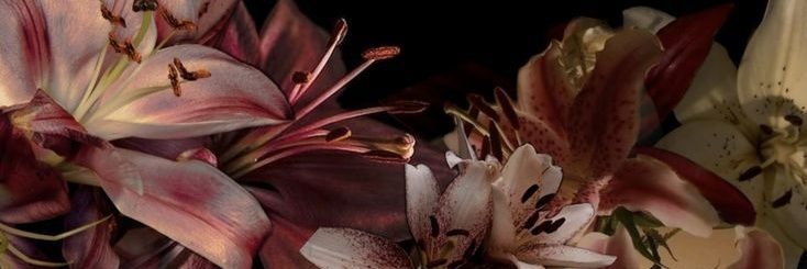 Emiipearaujo's profile banner image
