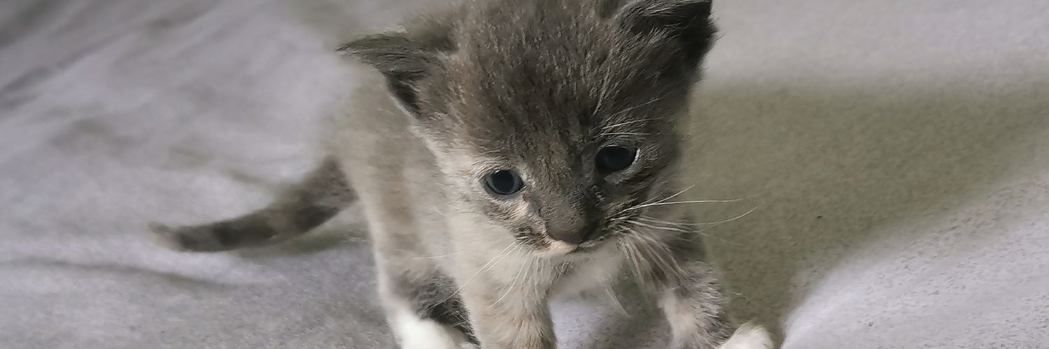 AdxringCobban's profile banner image