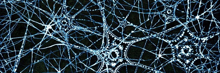 Sa!f ﾒ 🕸️ banner