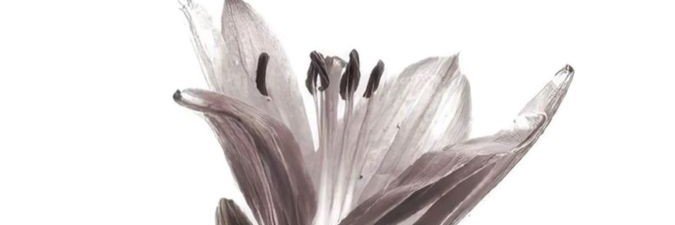 jessiperez35's profile banner image