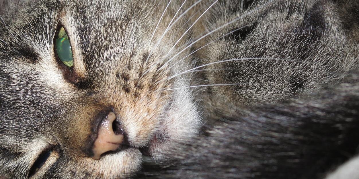 Jeremy Peeples 🐱 banner