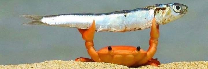 Bᥣᥙᥱbᥱrrᥡ banner