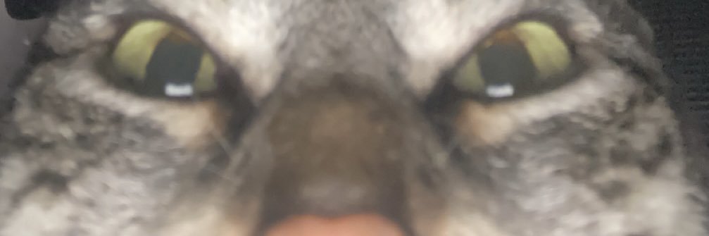 Holly banner