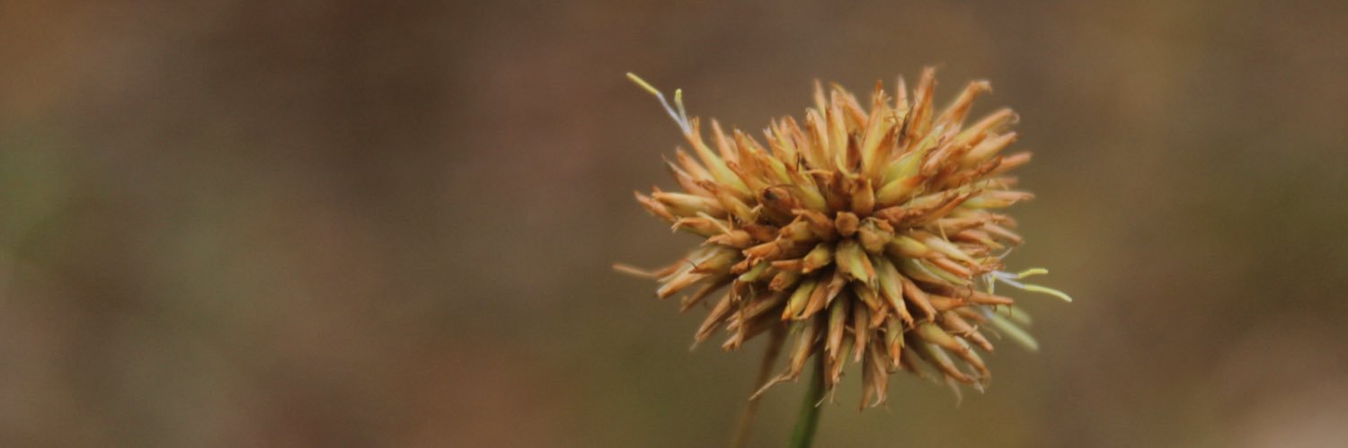 Droseraceae da Silva banner