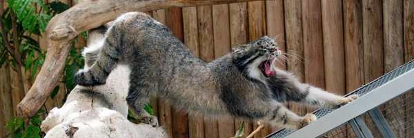 pas_manul Profile Banner