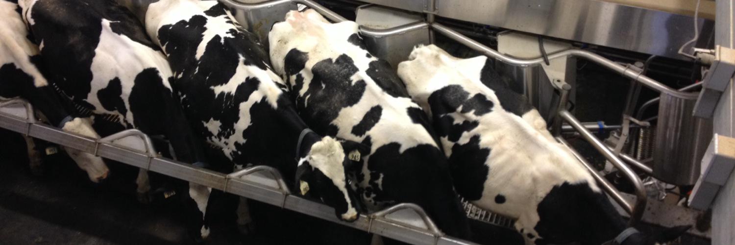 Cowsmo Dairy Mag banner