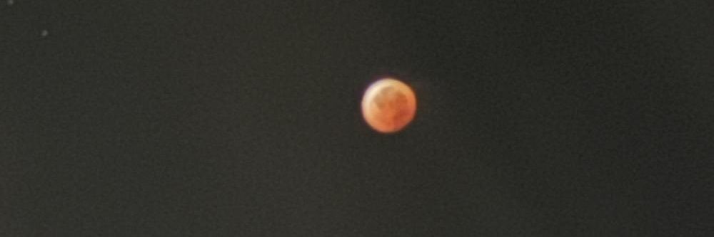 Siberian Husky banner