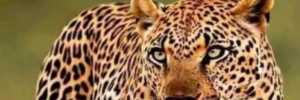 colloscotty Profile Banner