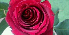 rossyrc's profile banner image