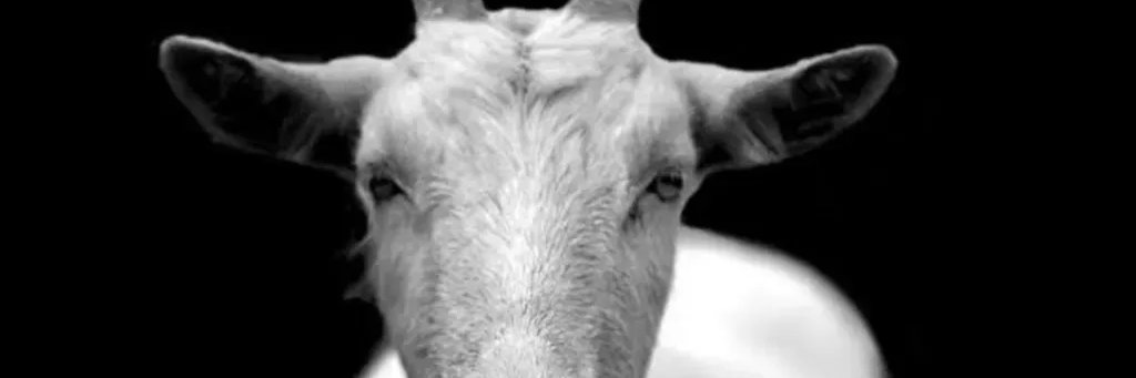 nzfpsss's profile banner image