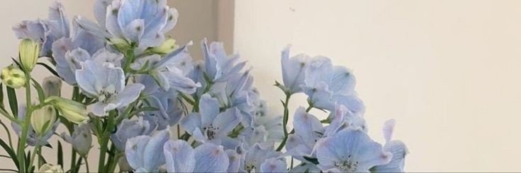 iilywonka's profile banner image