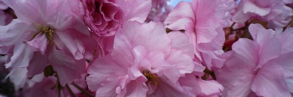 ShaynaCat Profile Banner