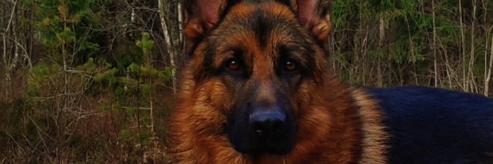 GeLCostanza's profile banner image
