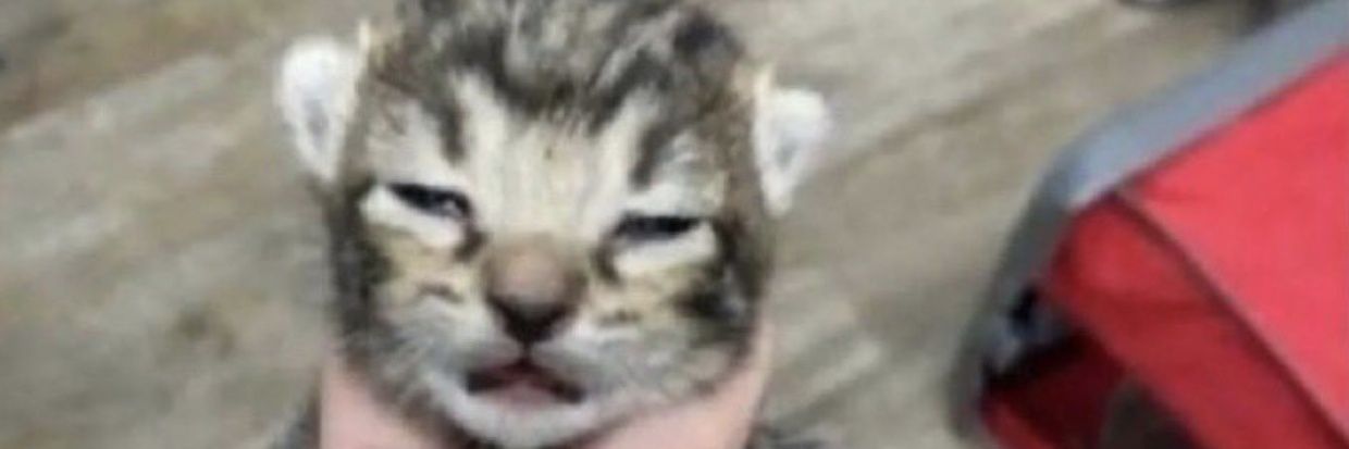 The_Capn420's profile banner image