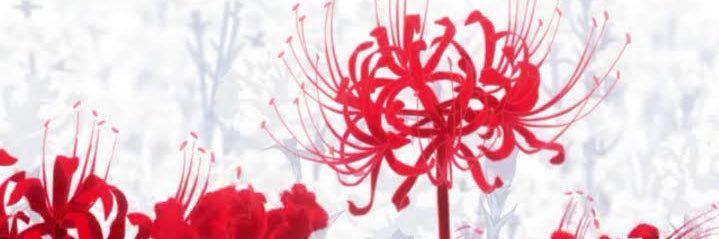 soruChi0509's profile banner image