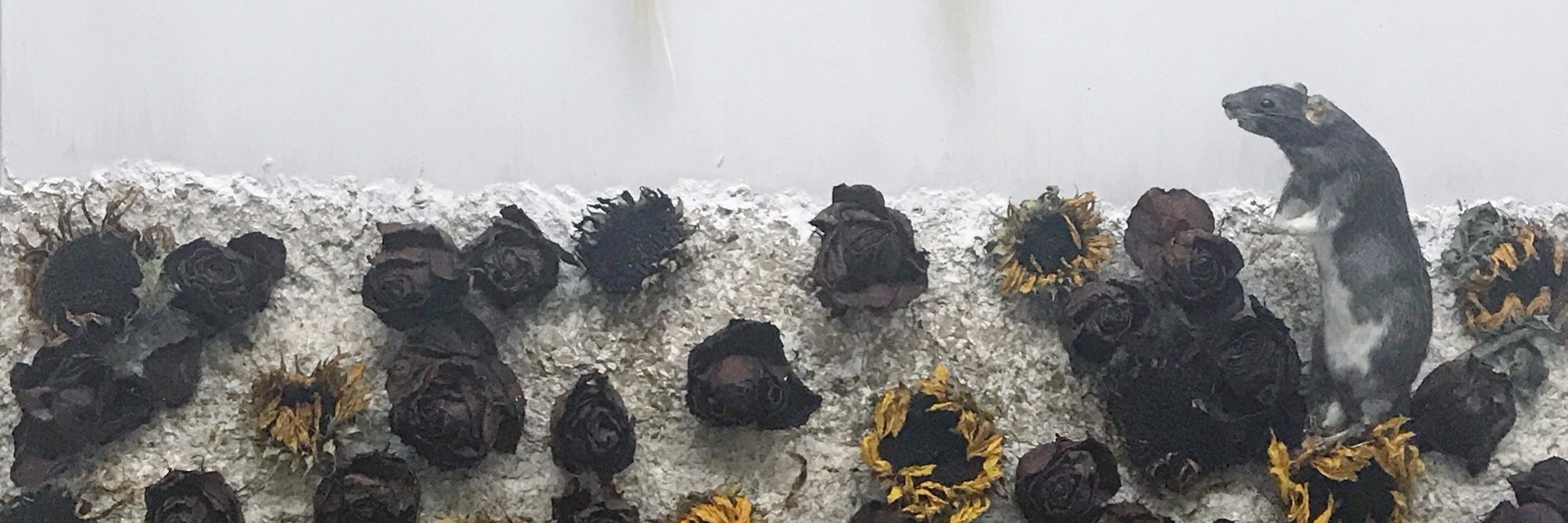 spacecollette's profile banner image