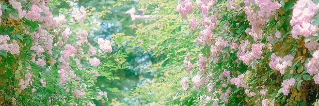 Lee Jin （白潔） banner