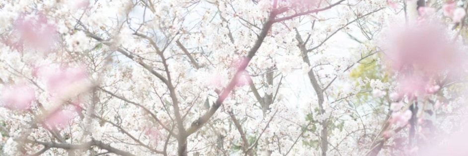 P4w_koala's profile banner image