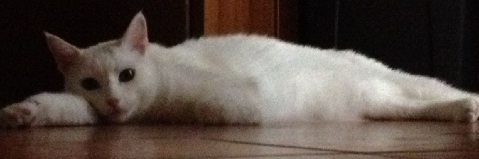 BabiGoogle's profile banner image