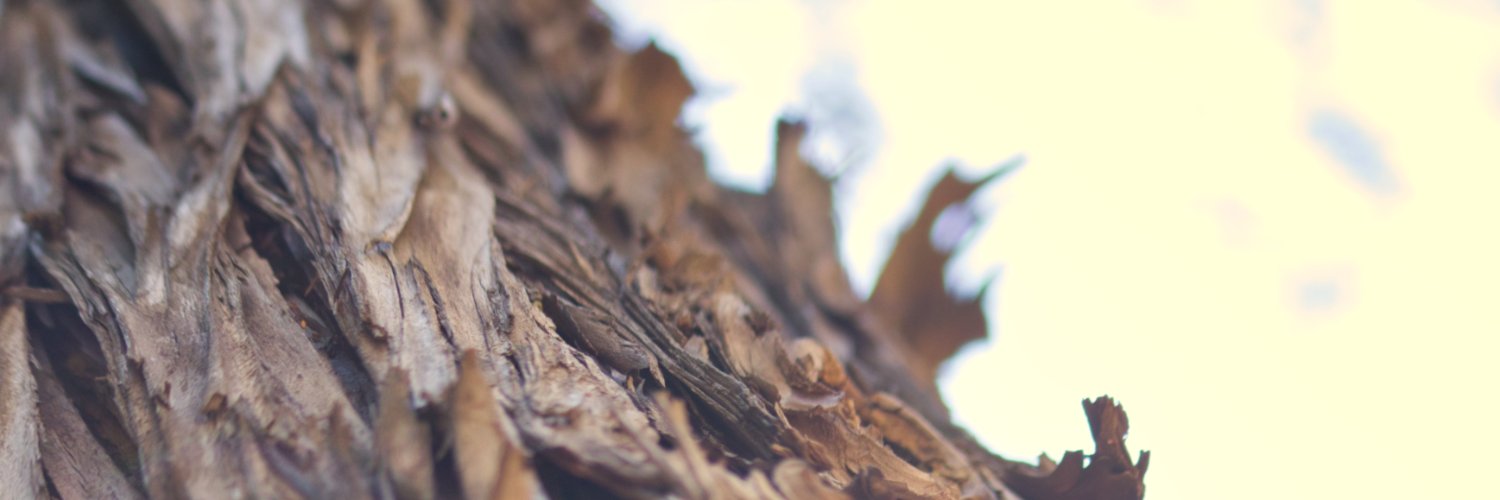 Onnessa's profile banner image