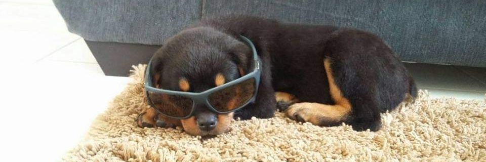 Ladrão de Chinelo Safado Do Pai banner