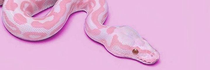Silvestrani's profile banner image
