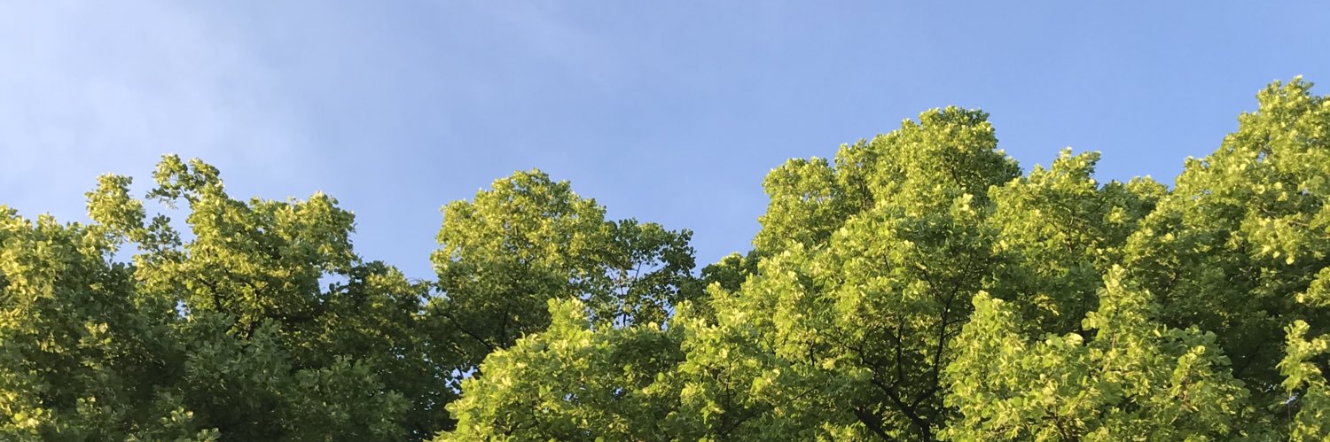 OlfaCheb's profile banner image