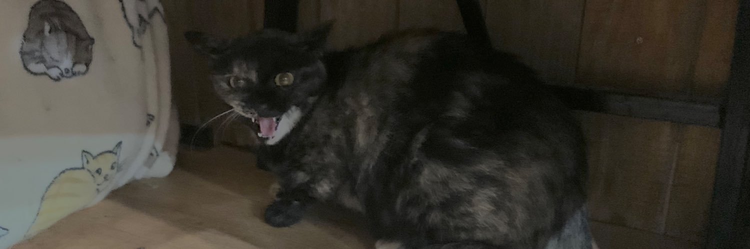 サビ猫くるみ's banner