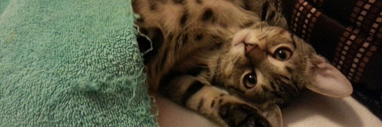 Kate Shuttleworth banner