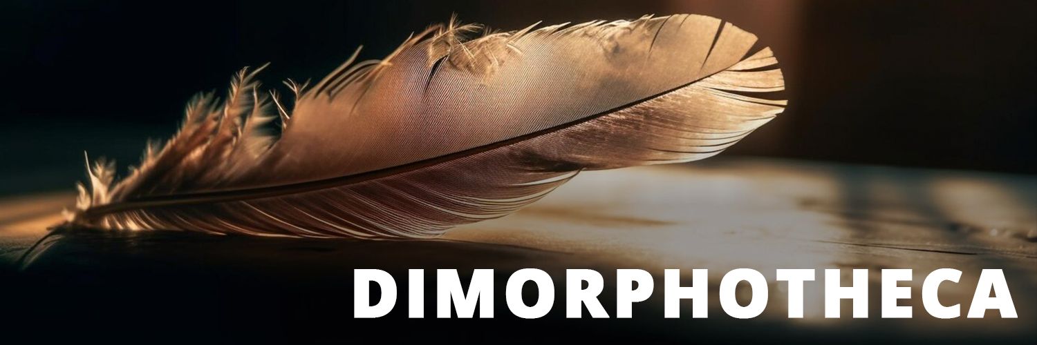 dimorphotheca88's profile banner image