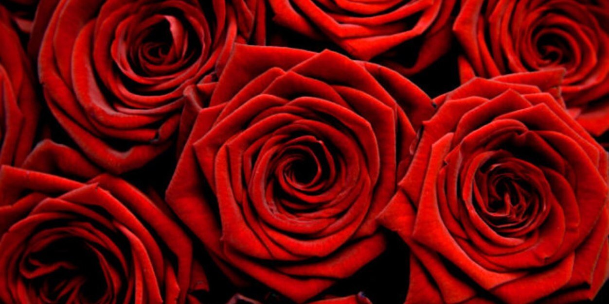Missrosethorne's profile banner image