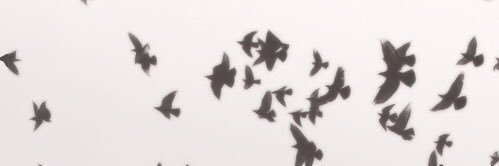 laurasindenn's profile banner image