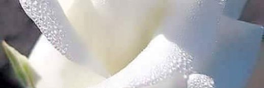 مۭــذهــڶــہ🌹 banner