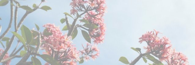 SamulaMescher's profile banner image